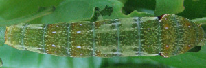Papilio fuscus canopus - Final Larvae